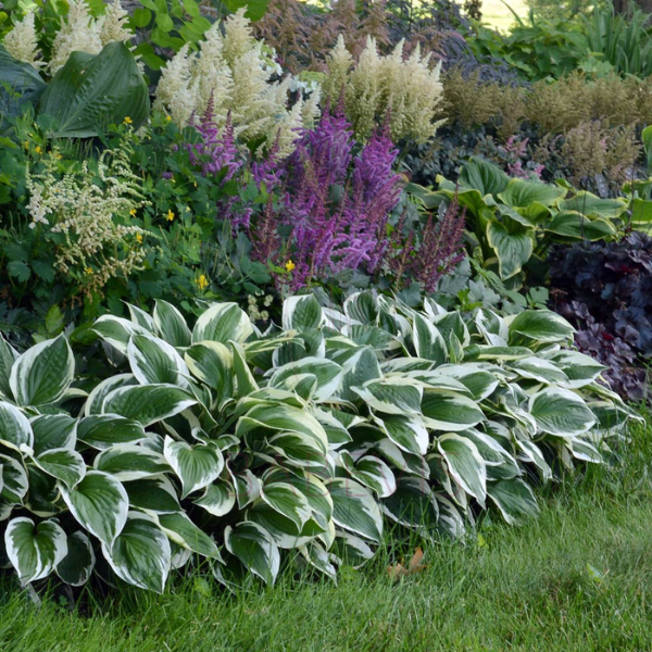 Low-maintenance ornamental plants