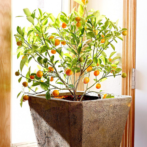 Ornamental plants for indoor decoration